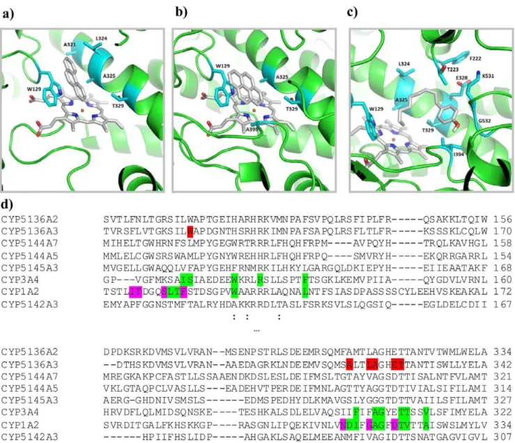 Figure 3. Putative binding modes of the xenobiotic substrates obtained from ligand docking simulation in the CYP5136A3 homology-based model