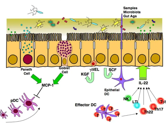 Figure 3. The gut epithelium exhibits several pathways that protect the integrity of this organ