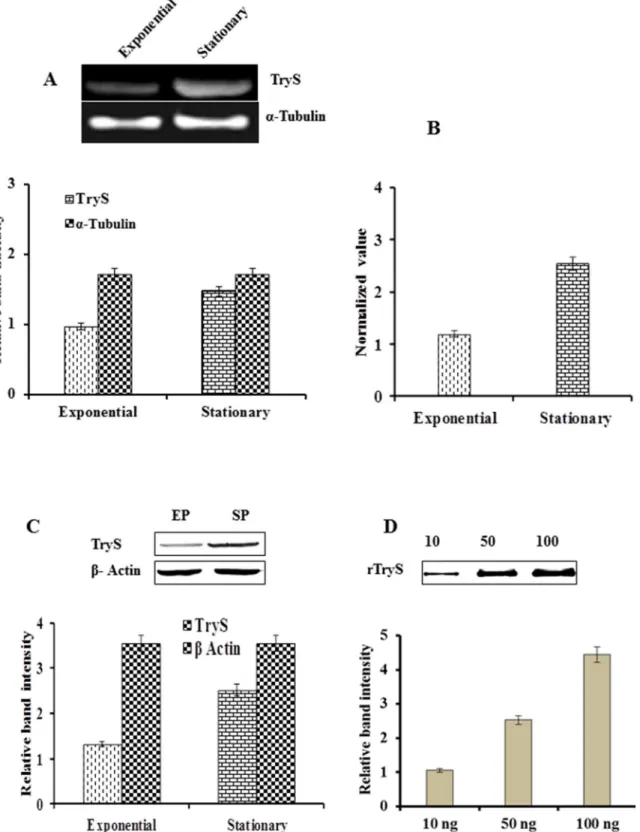 Figure 5. Determination of expression level of LdTryS in exponential vs. stationary phase of L