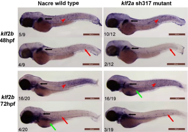 Fig 8. klf2b expression patterns do not differ between wildtype and klf2a sh317 mutants