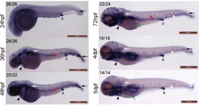 Fig 1. klf2a expression patterns in developing zebrafish embryos. (A) klf2a expression patterns were examined using whole-mount in situ hybridisation.
