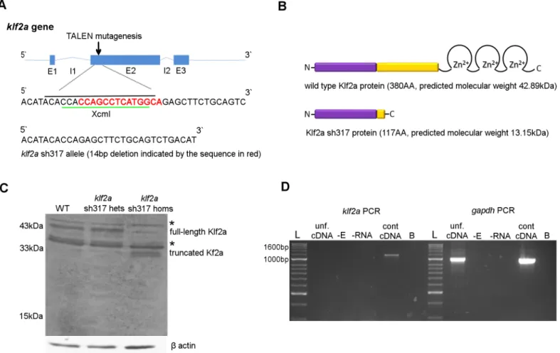 Fig 2. Generation of a stable klf2a sh317 mutant line. (A) Schematic structure of wildtype klf2a gene with genomic sequence at the TALEN mutagenesis site