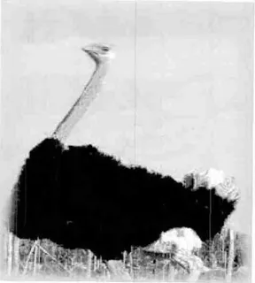 Figura 1: Avestruz African Black  Fonte: Racho 4's (2006) 