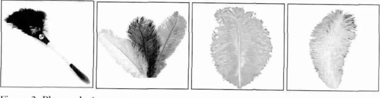 Figura 3: Plumas de Avestruz  Fonte: COONTRUZ (2007) 