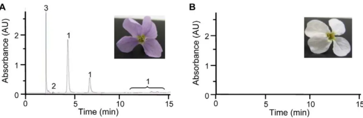 Table 1. Summary of variable sites, non-synonymous substitutions, and substitutions per site for ABP loci sequenced from RT-PCR products using degenerate primers and GenomeWalking.