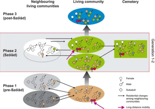 Figure 6. Model of the Szo´la´d community’s residential changes and occupation of the cemetery