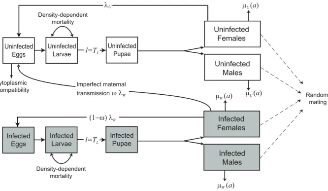 Figure 2. The Wolbachia infection frequency in male and female adults following the introduction of infected mosquitoes