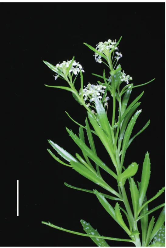 Figure 11. Lepidium aegrum stem showing four inflorescences. Scale bar = 20 mm.