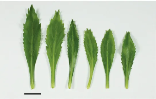 Figure 13. Lepidium aegrum (from left to right) basal- to mid-stem foliage. Scale bar = 20 mm.