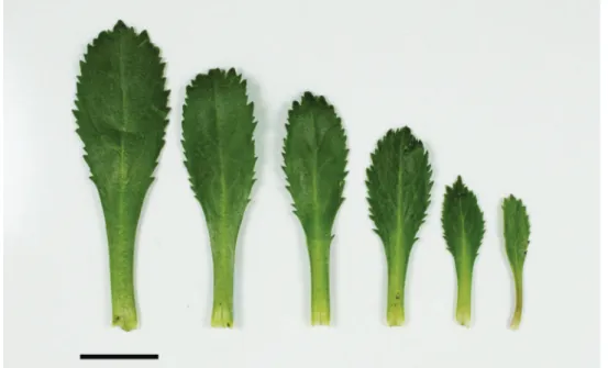 Figure 23. (From left to right) rosette-, basal- and upper-stem leaves of Lepidium banksii