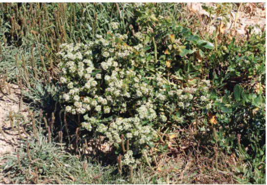 Figure 34. Wild plant of Lepidium crassum showing growth habit at Aramoana Mole.