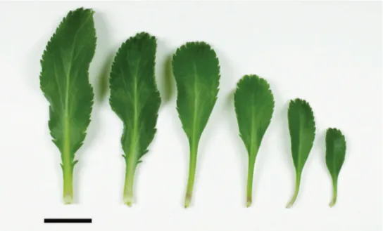 Figure 36. (From left to right) basal-, mid- to upper-stem leaves of Lepidium crassum