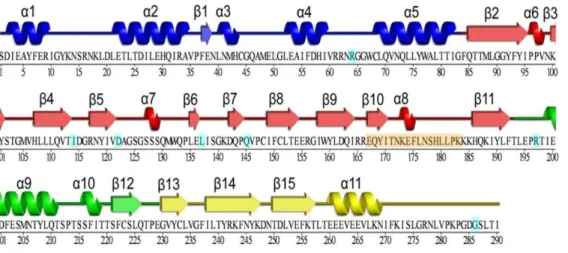 Figure 1. Sequence and secondary structure of N-acetyltransferase 2 (NAT2). The secondary structures are shown on the top of the sequence and the residue numbers are shown on the bottom of the sequence