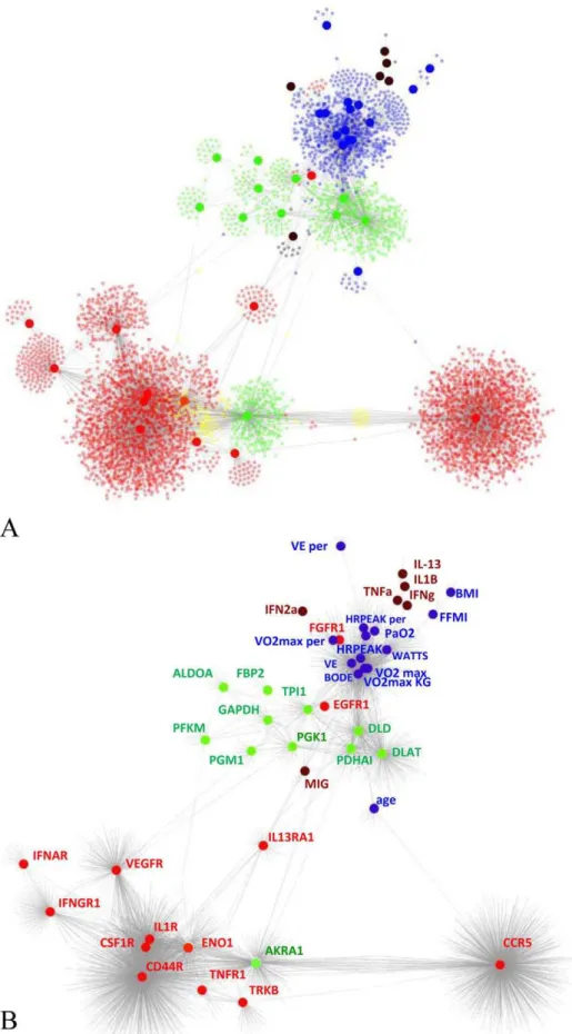 Figure 1. Network integrating multi-level measurements in the 8 weeks training study. The figure shows the network representing the relationship between physiological measurements, serum cytokine levels and mRNA expression profiles in the muscle, following