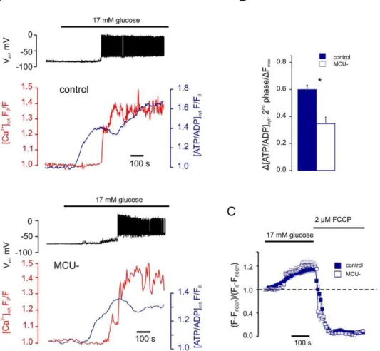 Figure 5. MCU silencing impairs the Ca 2+ -dependent phase of glucose-induced ATP increase