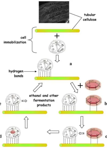 Figure 5A shows the kinetics of the model fermentation system using commercial invert sugar powder