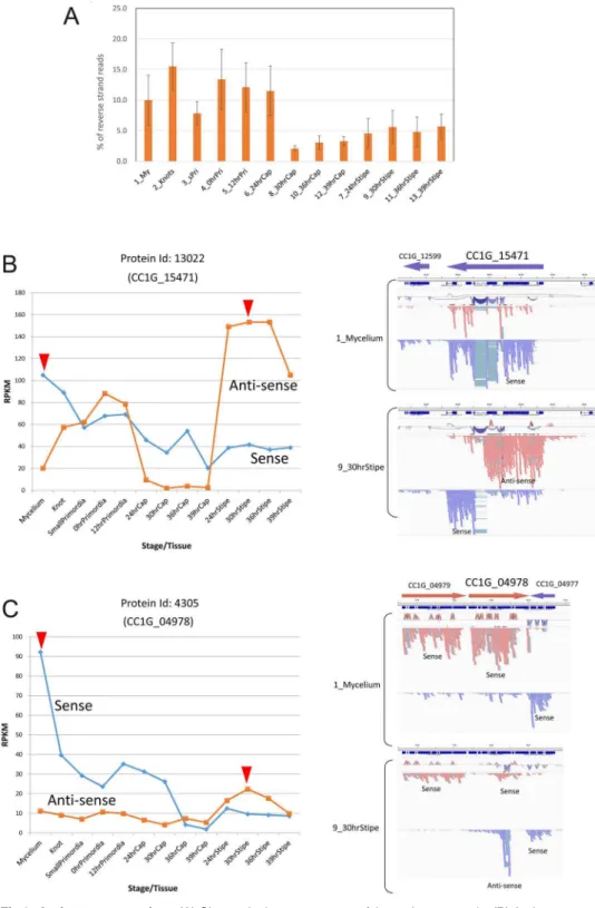 Fig 8. Antisense transcripts. (A) Change in the percentages of the antisense reads. (B) Antisense reads in Protein Id: 13022 (CC1G_15471)