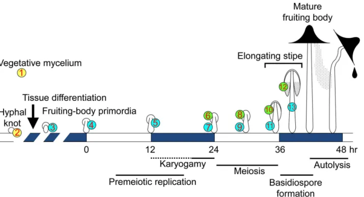 Fig 1. Schematic diagram of fruiting body development in C. cinerea. The 13 stages/tissues (numbers in circles) were selected to investigate the transcriptome by RNA-seq