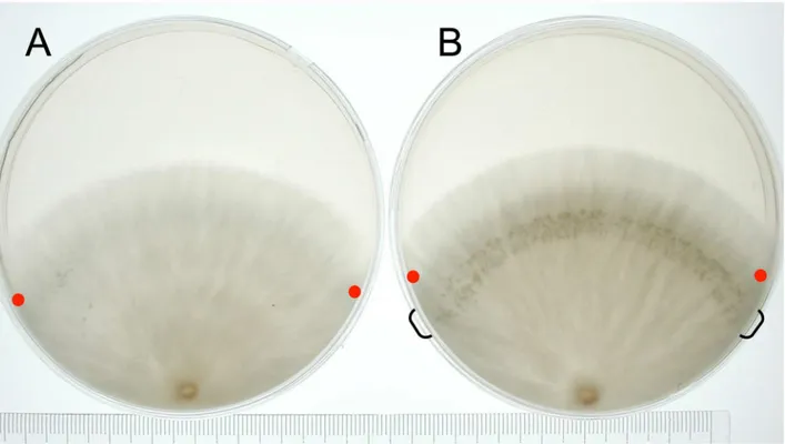 Fig 2. Hyphal knot induction. (A) The mycelium was cultured in the 12 hr light/ 12 hr dark cycle