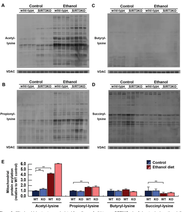 Figure 2.  Mitochondrial extracts were isolated from livers of wild-type or SIRT3KO mice fed a standard or ethanol diet for 6-8 weeks and analyzed for total protein acetylation (A), propionylation (B), butyrylation (C), and succinylation (D) by western blo