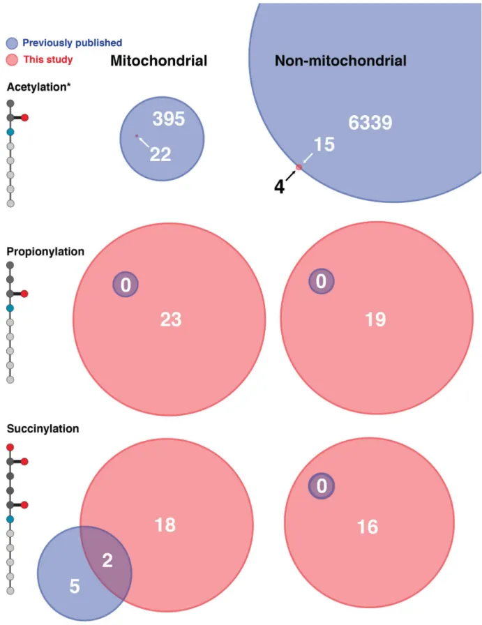 Figure  6.    Proteomic  data  summary  of  all  known  acylated  proteins  identified  in  mitochondrial  and  non-mitochondrial compartments