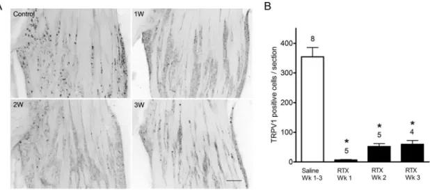 Figure 2. CGRP immunoreactivity in trigeminal ganglia in vehicle- and RTX- treated rats