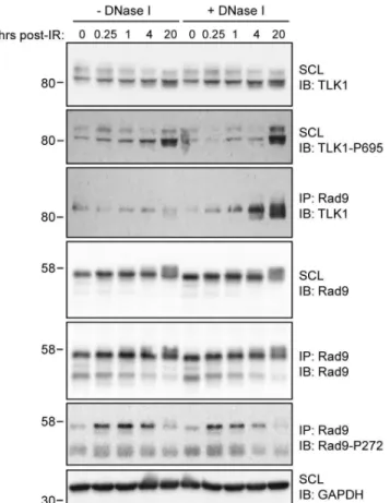 Figure  2A).  There  are  a  few  potential  explanations  for  this