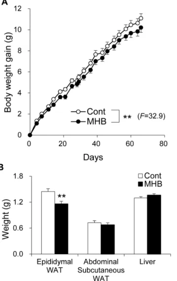 Fig 1. MHB ameliorated HFD-induced body fat accumulation in mice. (A) Body weight gain of HFD-fed mice with or without MHB supplementation