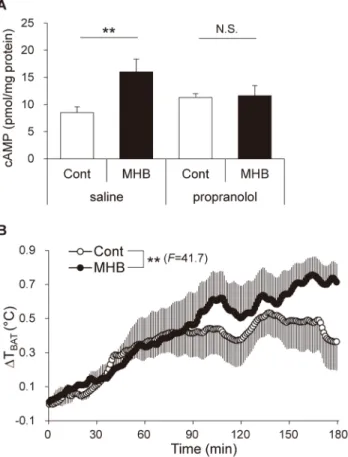 Fig 4. Single oral administration of MHB increased the level of cAMP in BAT and elevated its temperature in rats