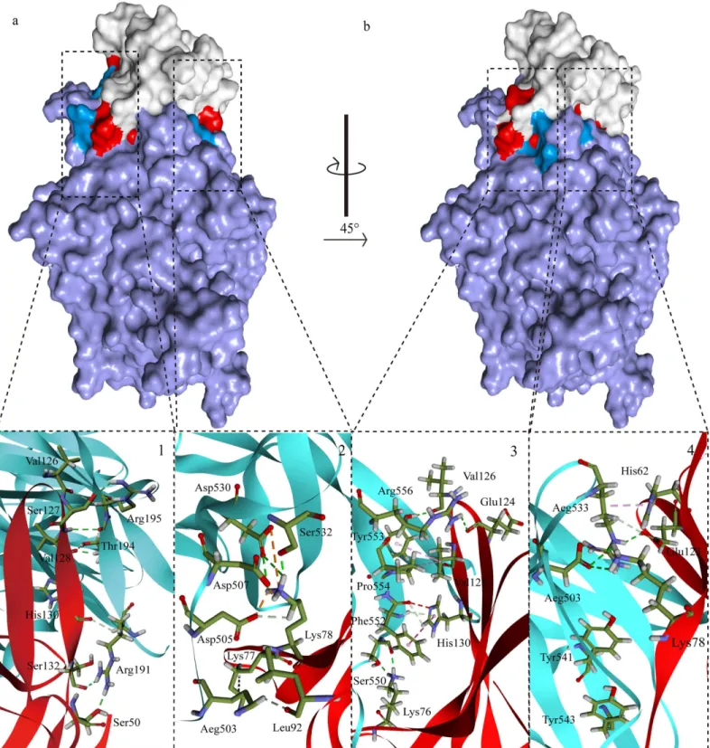 Fig 4. Solvent and stick drawing of the AAs from the interaction interface. The complex model shows four small regions of the binding interface between PPRV H (blue) and sheep SLAM (red) complex.