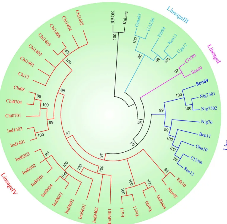 Fig 1. Phylogenetic tree of PPRV based on the hemagglutinin (H) gene. The tree was constructed using GTR+I+G model by the Bayesian method