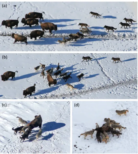 Figure 1. Behavior of wolves hunting bison: (a) approach, (b) attack-individual, (c, d) capture (see Table 1 for definitions).