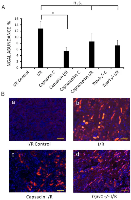 Figure 3. NGAL abundance in the kidney was lower in I/R-induced AKI in mice treated with capsaicin, but not with capsazepine or in Trpv12/2 mice