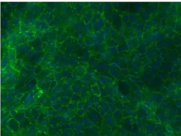 Figure 1. ZO-1 immunofluorescence staining in primary human RPE cultures. DAPI nuclear counterstaining.