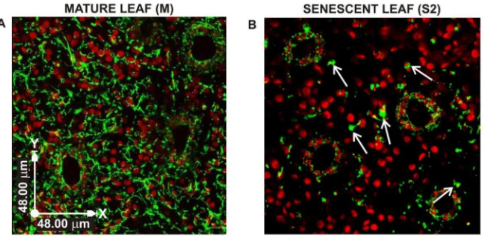 Figure 2. Mitochondrial morphology and distribution in mature and senescent leaves of grapevine plants grown in vitro, expressing b-GFP