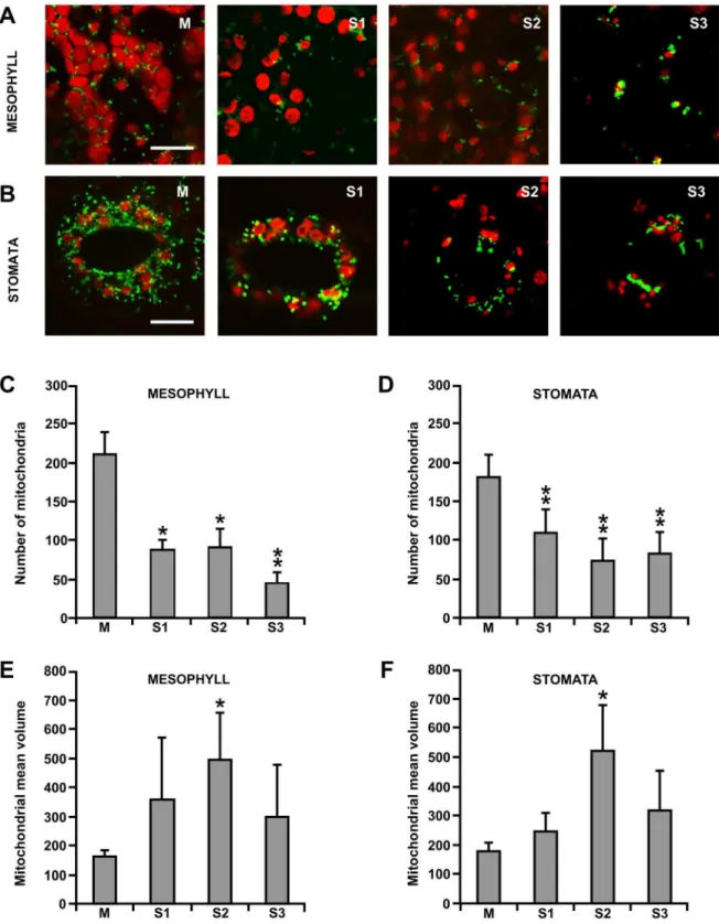 Figure 3. Visualization by confocal laser microscopy of mitochondria in leaves of grapevine plants, expressing b-GFP during senescence