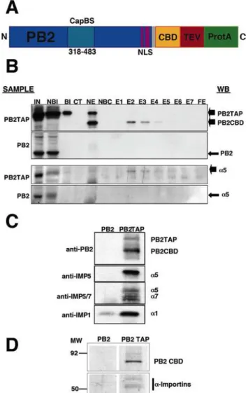 Figure 1. Purification of PB2-containing intracellular complex- complex-es. (A) Diagram of the PB2TAP recombinant protein