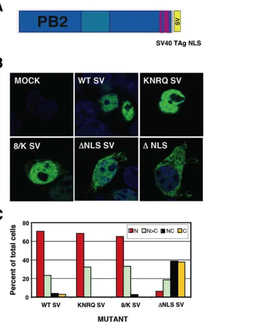 Figure 4. Intracellular localisation of mutated PB2 proteins containing an ectopic NLS