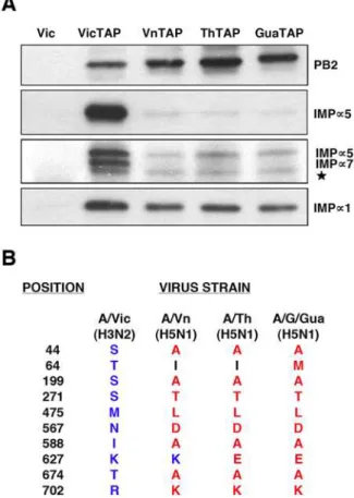 Figure 8. Association of human a-importin isoforms to PB2 protein from various viral strains