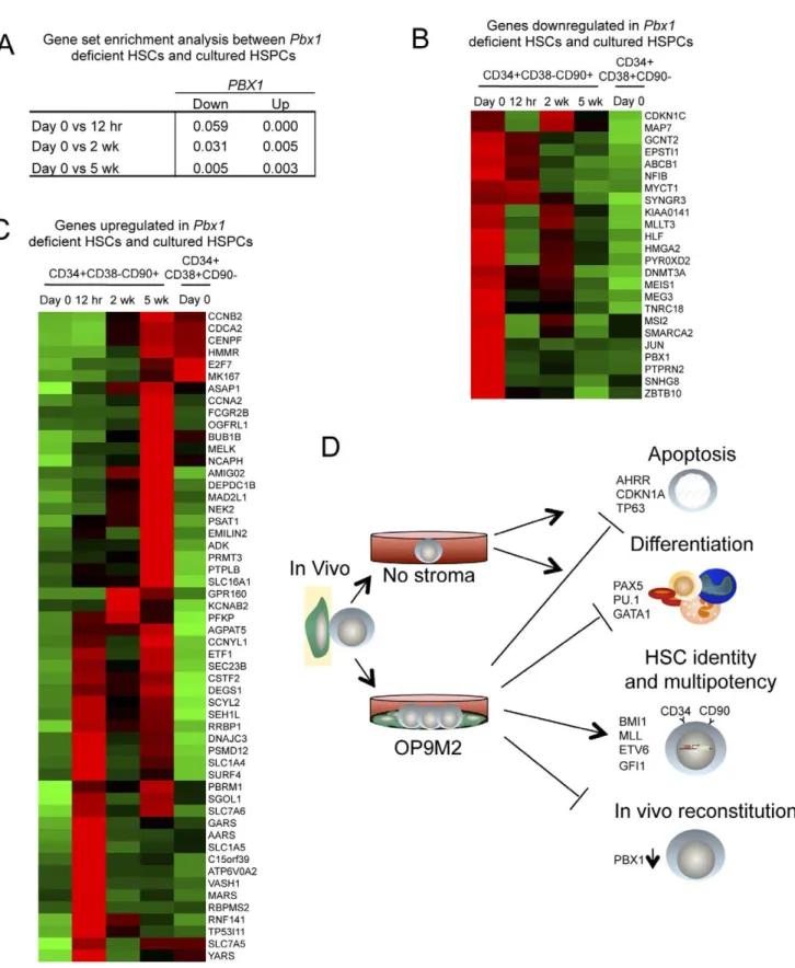 Figure 7. Cultured human CD34+CD382CD90+ cells show shared gene expression changes with Pbx1 deficient mouse HSC.