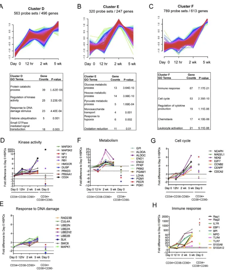 Figure 5. Ex vivo expanded CD34+CD382CD90+ cells show dynamic changes in transcriptional programs associated with cellular state