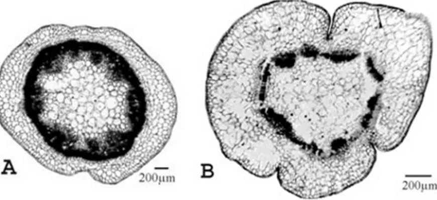 Figure 1. Cross section of the stem: A- Okanj, B- Ulcinj salina