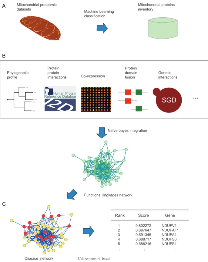 Figure 1. A flowchart depicting the work. (A) Step 1: obtaining a mitochondrial proteins inventory utilizing machine learning classification