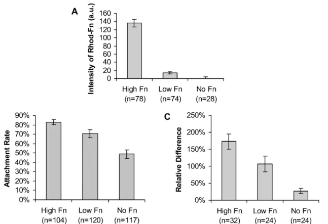 Fig 4. Lower substrate adhesion inhibits response to stimulation. Three different gel substrate treatments were used to assess the effect of adhesion on the calcium response to mechanical stimulation: regularly treated polyacrylamide gel substrates ("H