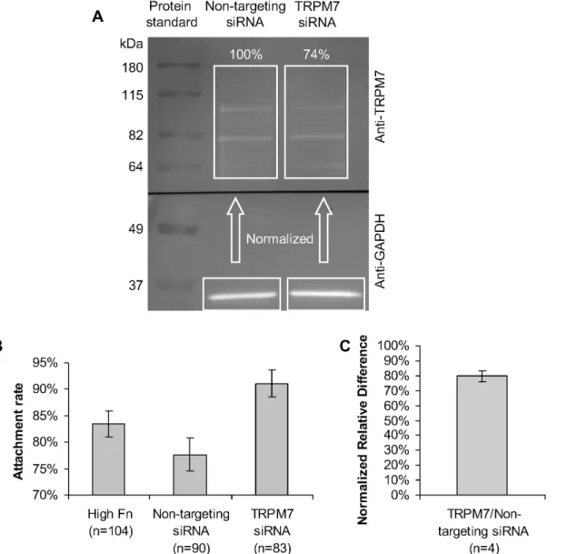 Fig 5. TRPM7 siRNA increases adhesion of HUVEC but inhibits response to stimulation. HUVEC electroporated with non-targeting siRNA and TRPM7 siRNA had their adhesion and calcium response to mechanical stimulation compared