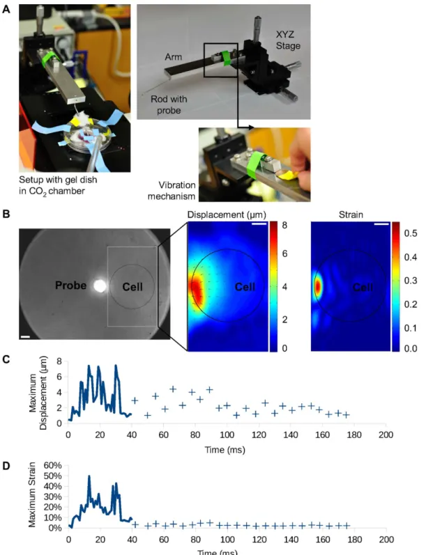 Fig 2. Mechanical stimulation equipment and vibration characterization. (A) Pictures of the vibration stimulation equipment with different components: