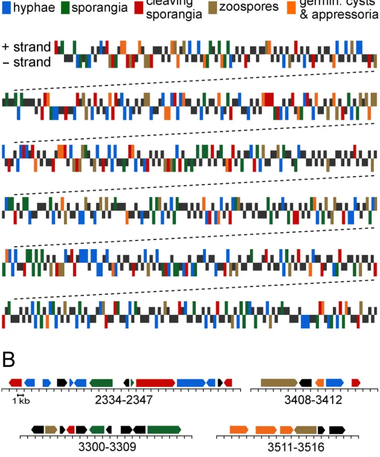 Figure 2. Genomics distribution of genes and expression patterns. (A) Expression profiles of genes within a representative region of a P.