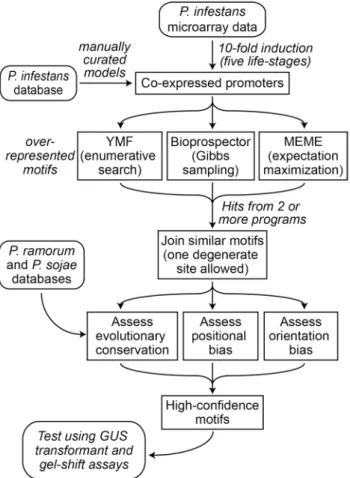 Figure 3. Strategy for characterizing stage-specific motifs from P. infestans.