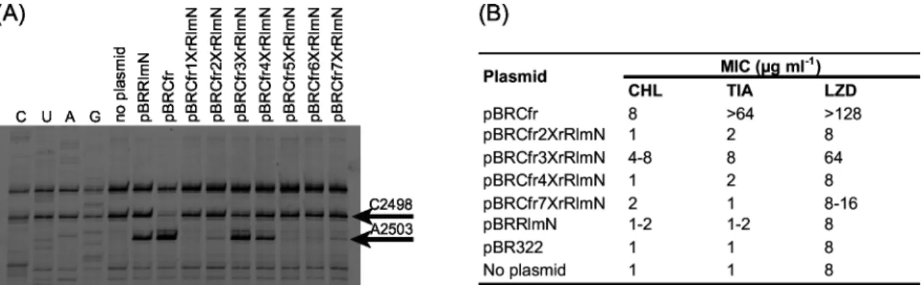 Fig 4. Primer extension analysis and MICs. (A) A gel picture with a selection of primer extension results is shown to illustrate the A2503 23S RNA modification stop