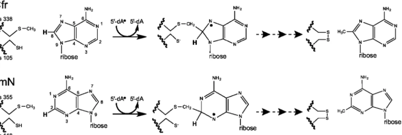 Fig 1. Mechanisms of action of Cfr and RlmN. A simplified version of the mechanisms of action of Cfr and RlmN proposed by Grove et al [1, 2] starting with the methylated Cys 338/355 (as used in our computational approach) that has been generated by attacki